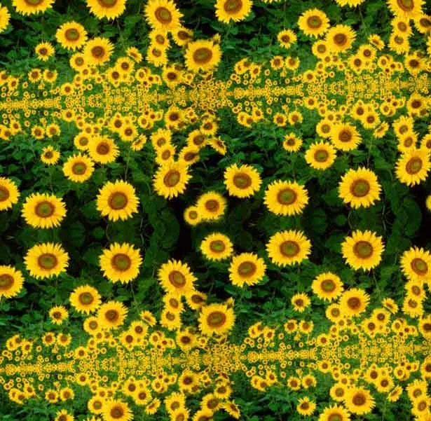 Sunflower Spiral with Bees